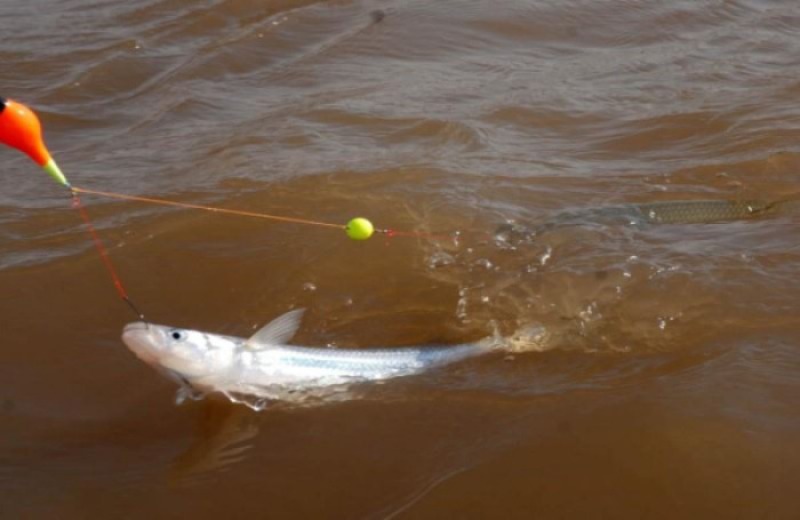 Veda de pesca de pejerrey: c�mo funcionar�n las lagunas locales